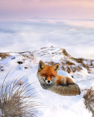 L'univers créatif sur les réseaux sociaux de vente-privee